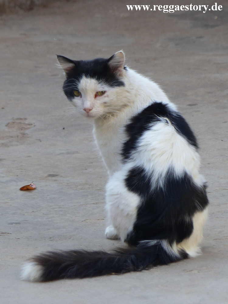 Harar - Katze