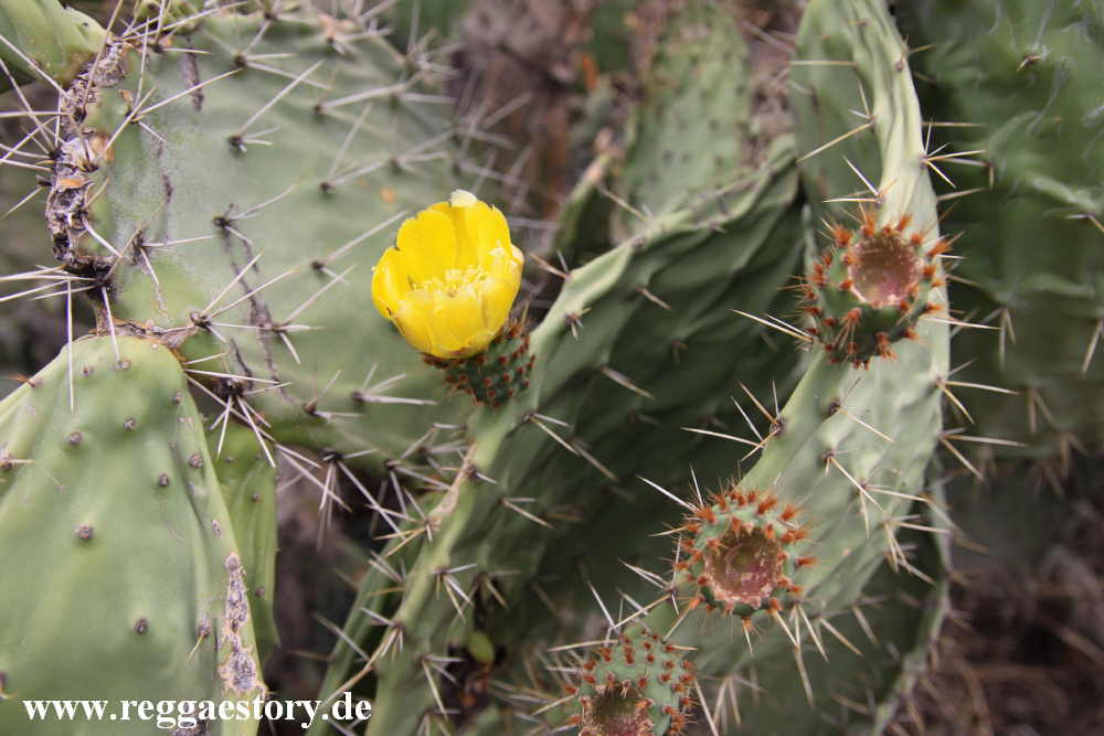 Opuntie - Debre Libanaos