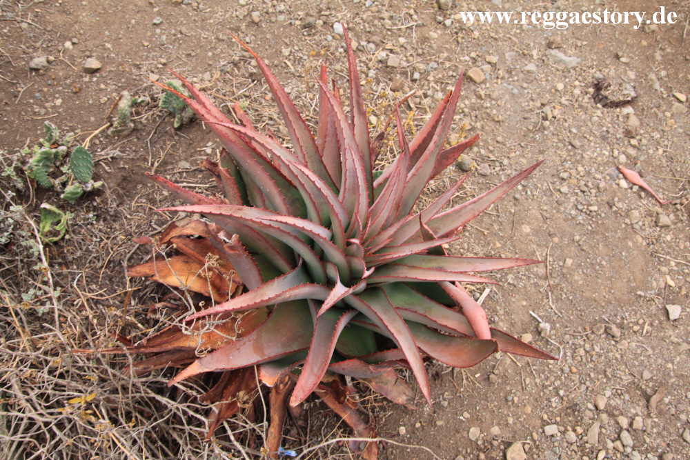 Aloe vera - Debre Libanos - Ethiopia