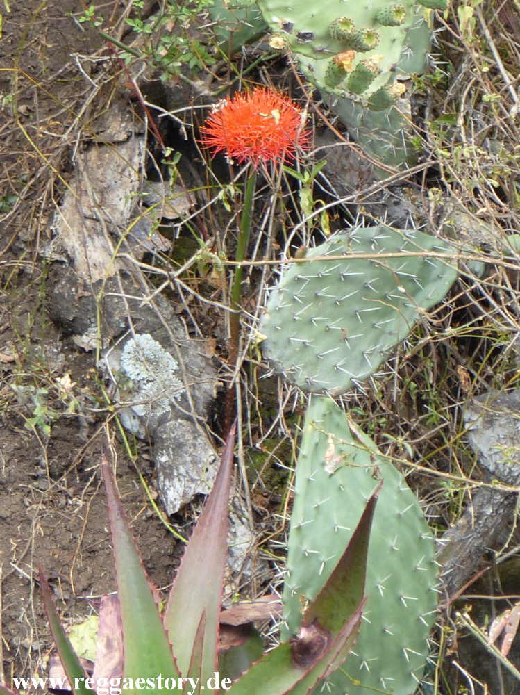 Blutblume - Debre Libanos - Ethiopia
