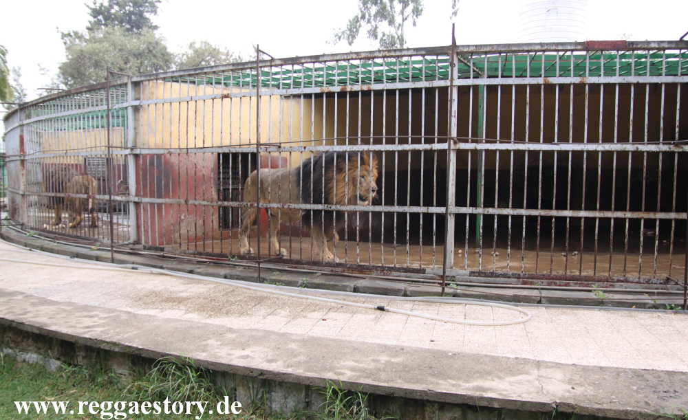 Addis Ababa - Lion Park