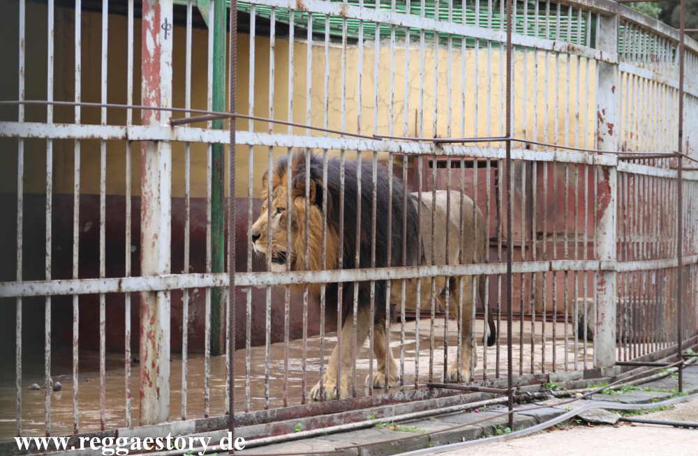 Addis Ababa - L&ouml;wenzoo