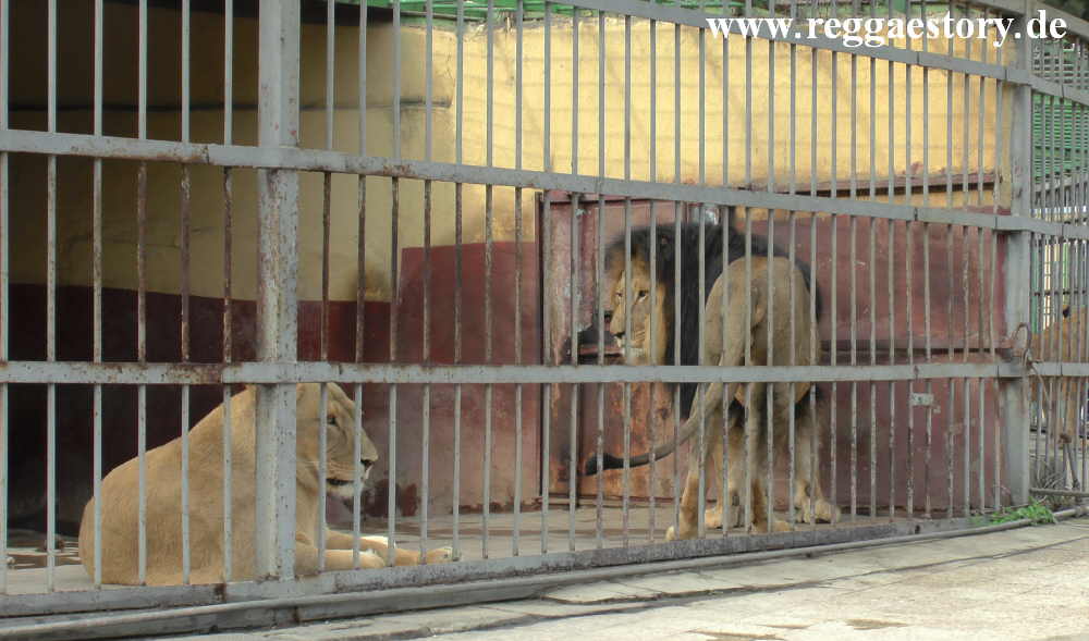 Addis Ababa - L&ouml;wenzoo