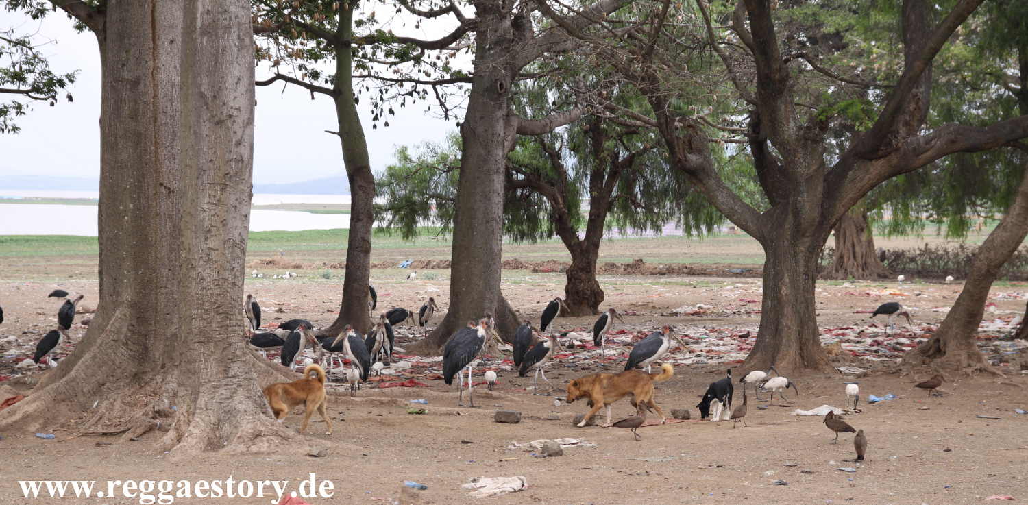 Lake Koka - Fischverarbeitung am Stra&szlig;enrand - Ethiopia