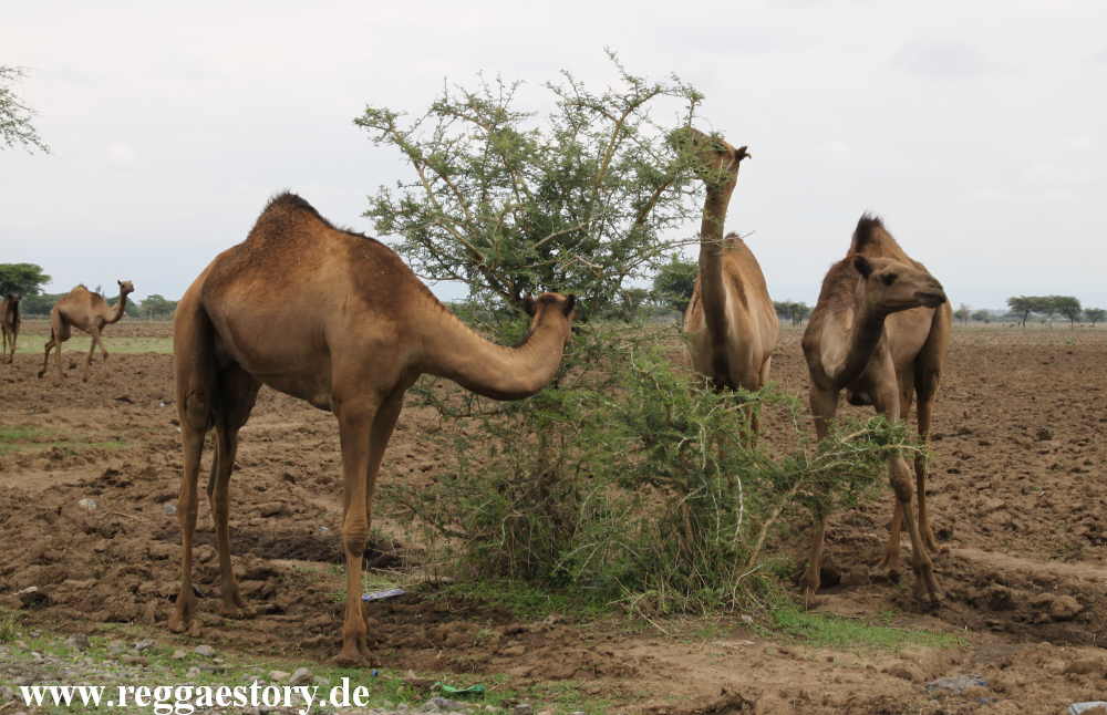 Kamele zwischen Koka und Ziway