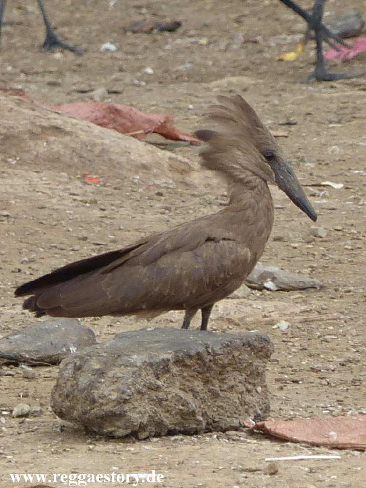 Lake Koka - Hammerkopf - Ethiopia