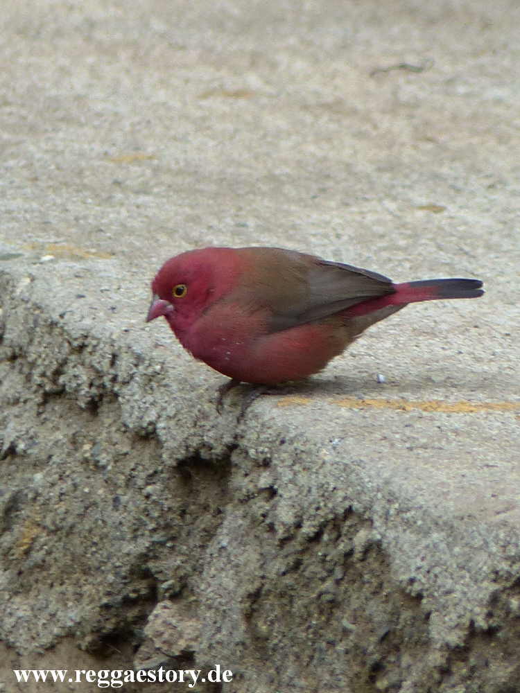 Birds - Zion Train Lodge Shashemene