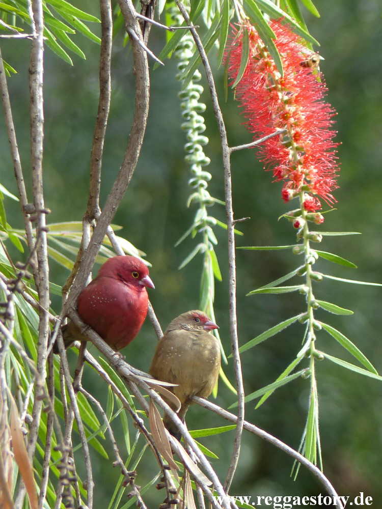 Birds - Zion Train Lodge Shashemene
