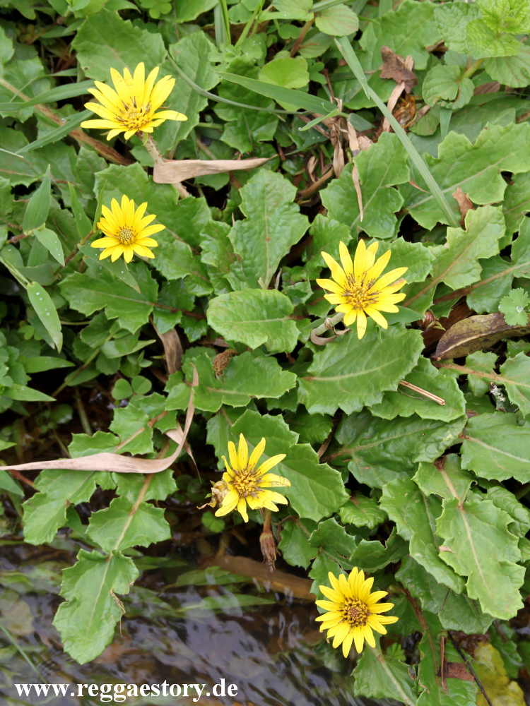 Dorze Land - Ethiopia