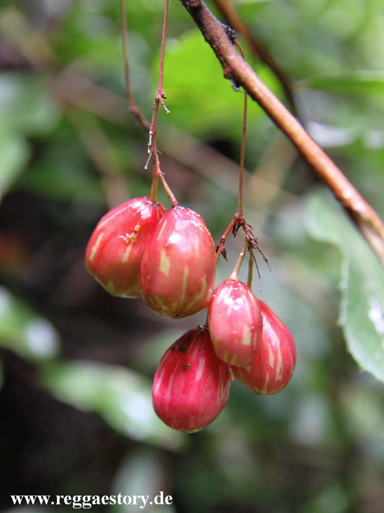 Plant at Dorsso Waterfall - Cencia - Ethiopia