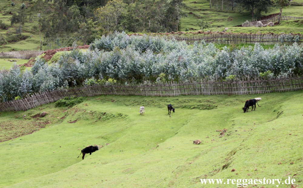 Dorze Land - Cencia - Ethiopia