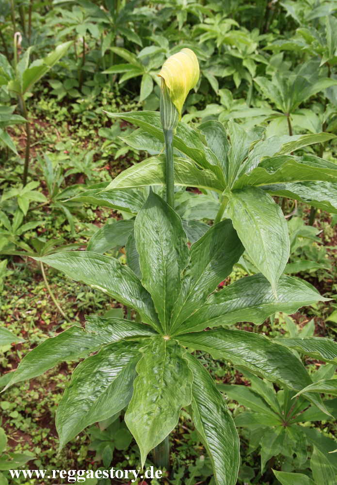 Plant near Dorsso Waterfall - Cencia - Ethiopia