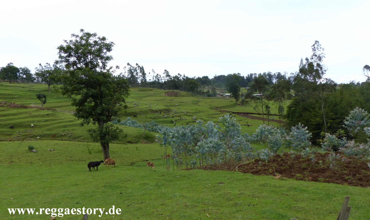 Dorze Land - Cencia - Ethiopia