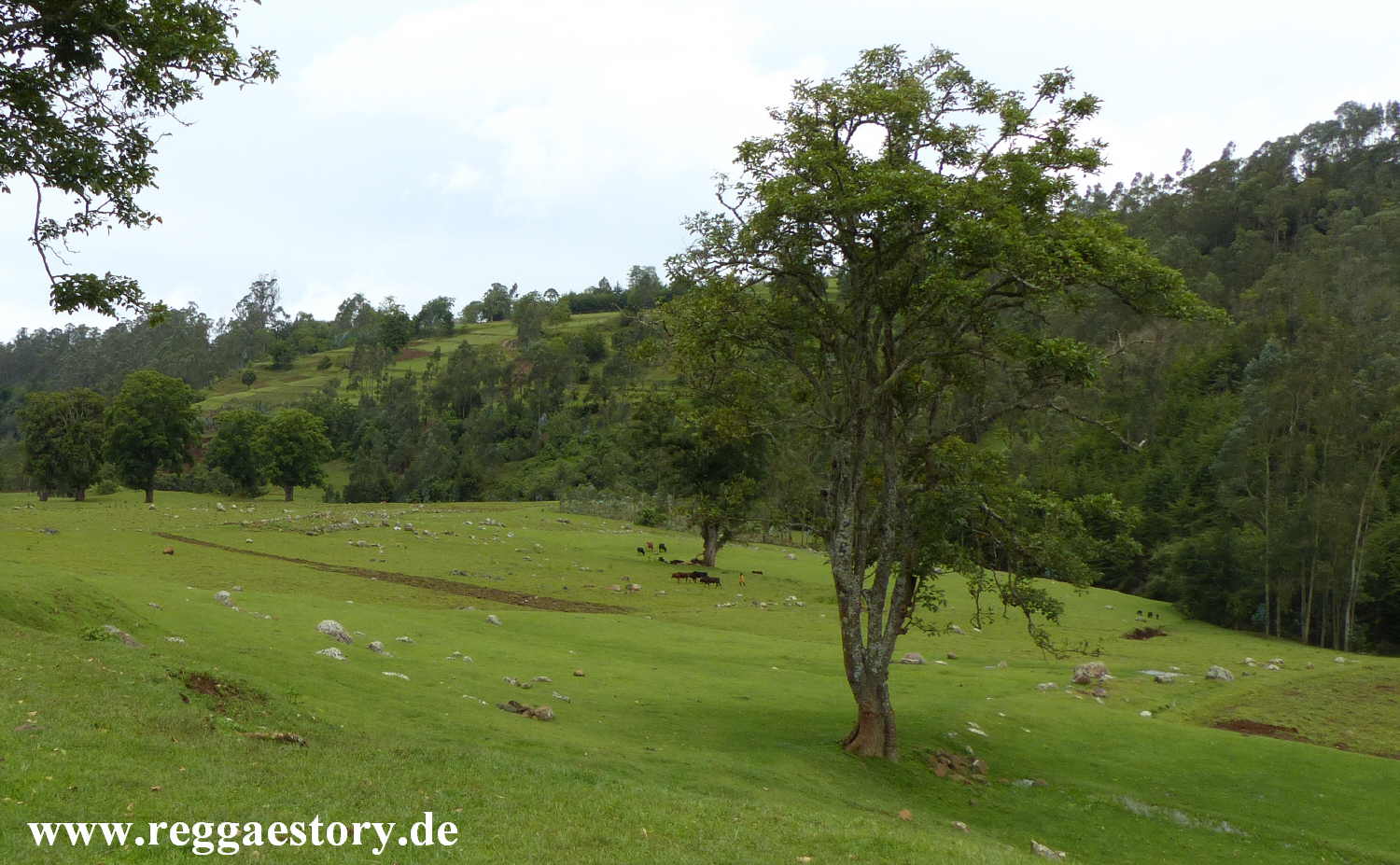 Dorze Land - Cencia - Ethiopia