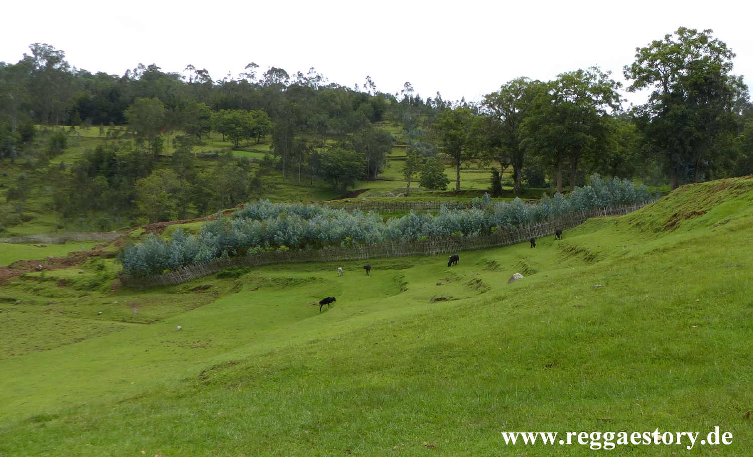 Dorze Land - Cencia - Ethiopia