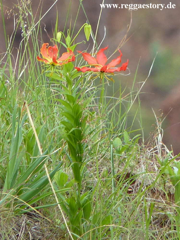 Lily - New York Formation near Gesergiyo - Konso - Ethiopia