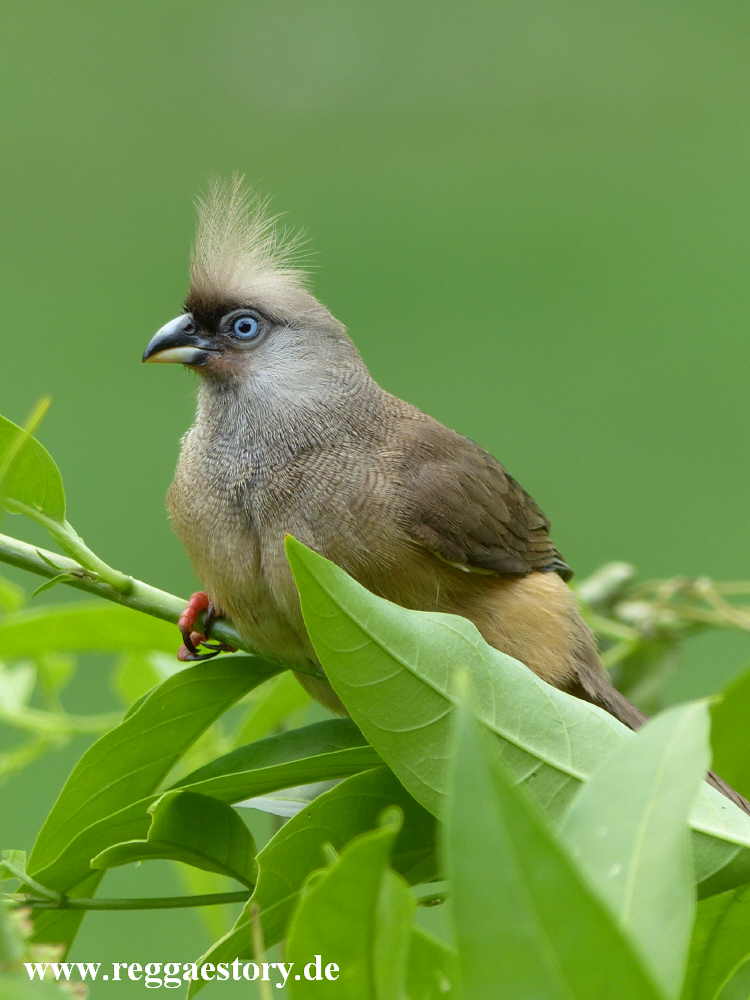 Speckled Mousebird - Eco Omo Lodge - Jinka - Ethiopia