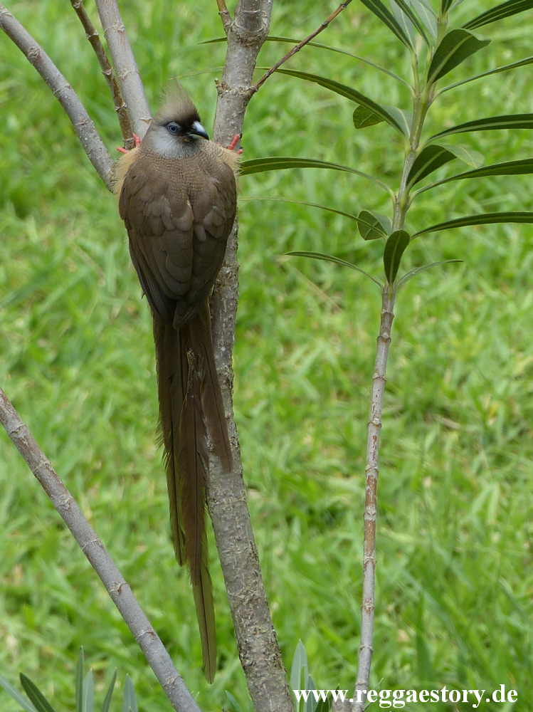 Speckled Mousebird - Eco Omo Lodge - Jinka - Ethiopia