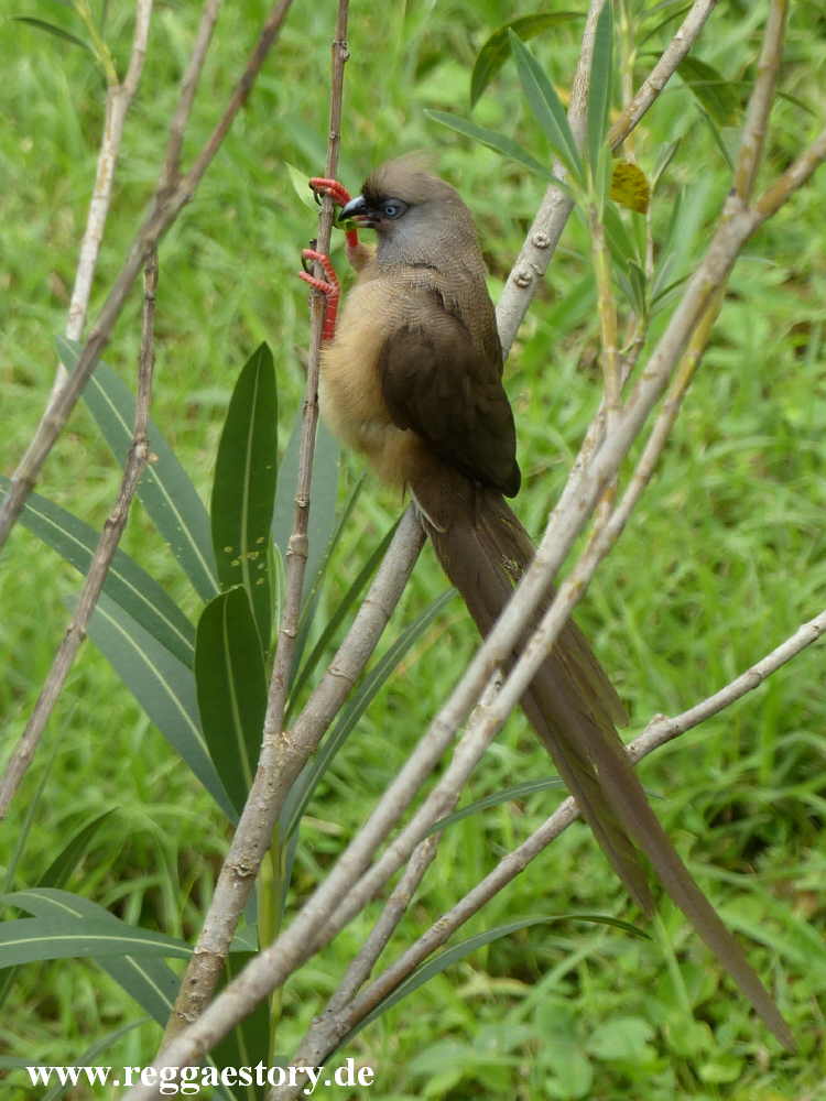 Speckled Mousebird - Eco Omo Lodge - Jinka - Ethiopia