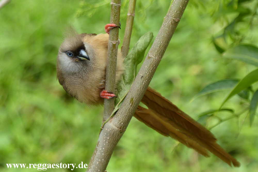 Speckled Mousebird - Eco Omo Lodge - Jinka - Ethiopia