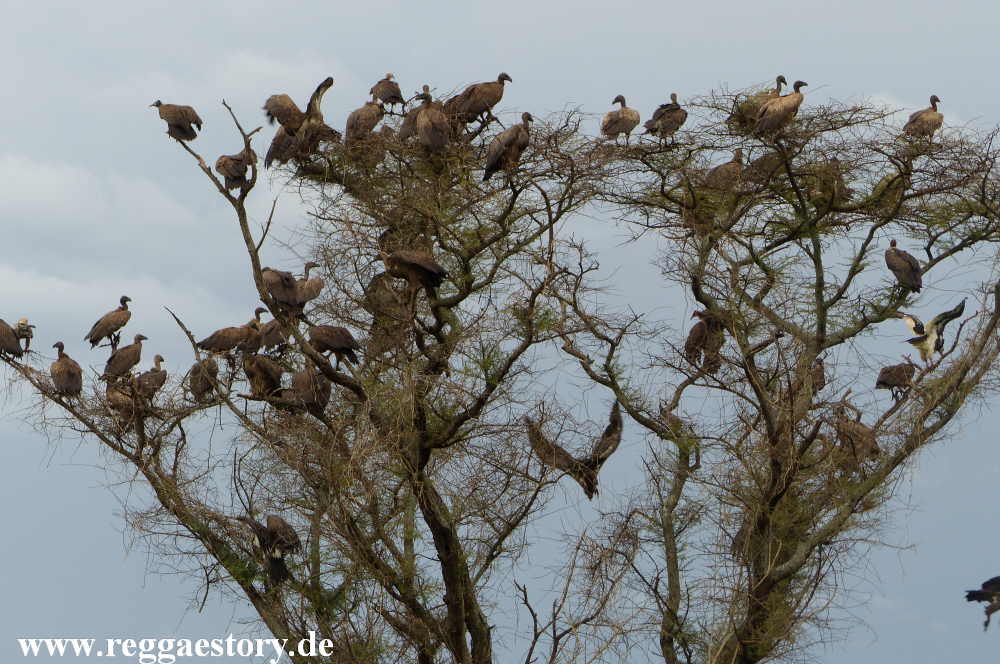 Geier - Mago-Nationalpark - Ethiopia