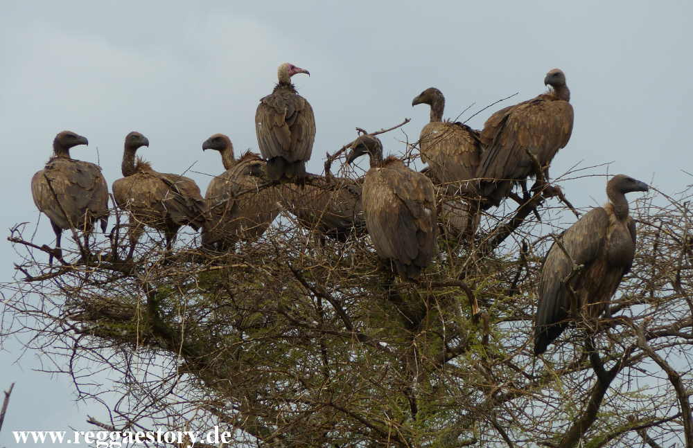 Geier - Mago-Nationalpark - Ethiopia