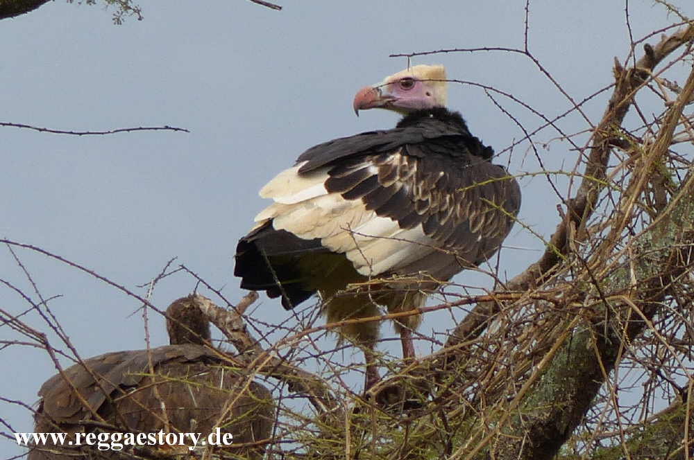 Geier - Mago-Nationalpark - Ethiopia