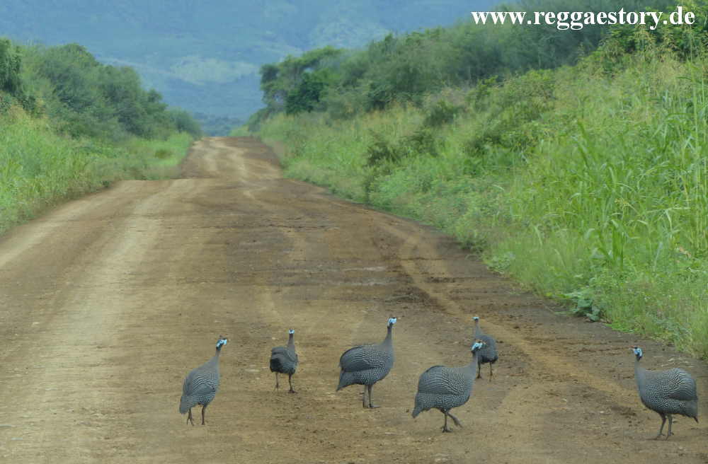 Perlh&uuml;hner - Mago-Nationalpark - Ethiopia