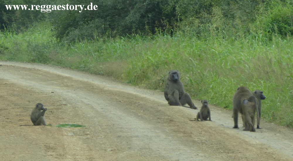 Paviane - Mago-Nationalpark - Ethiopia