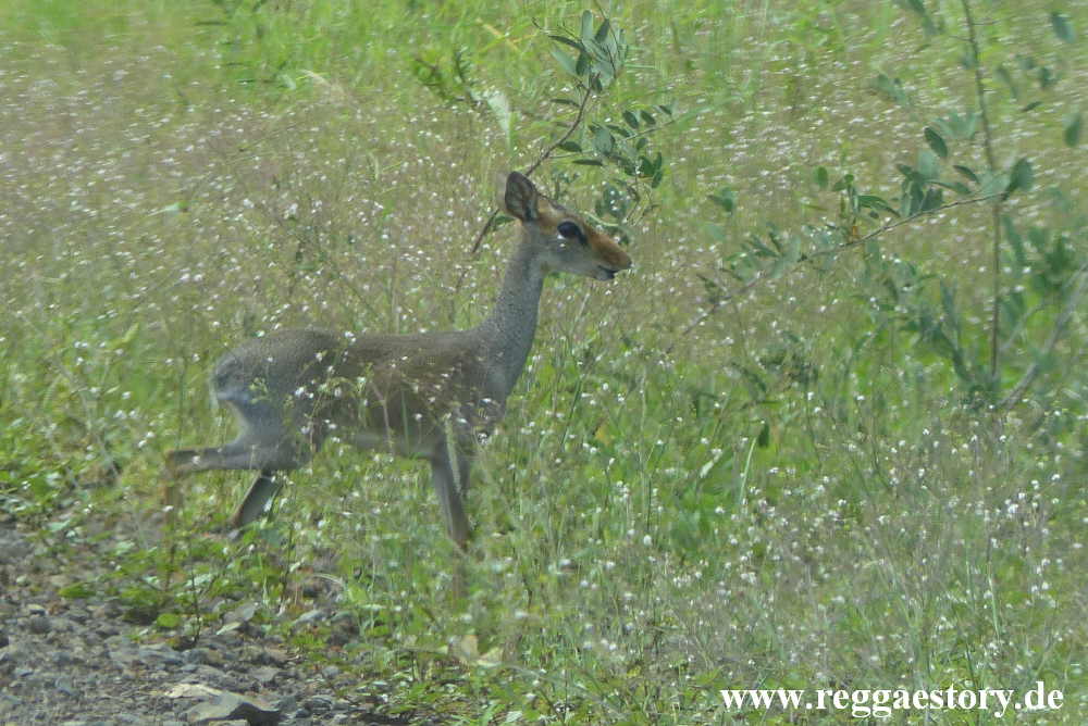 Dikdik - Mago-Nationalpark - Ethiopia