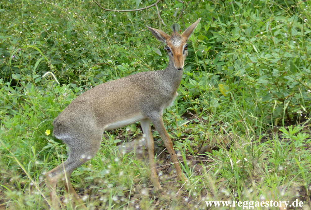 Dikdik - Mago-Nationalpark - Ethiopia