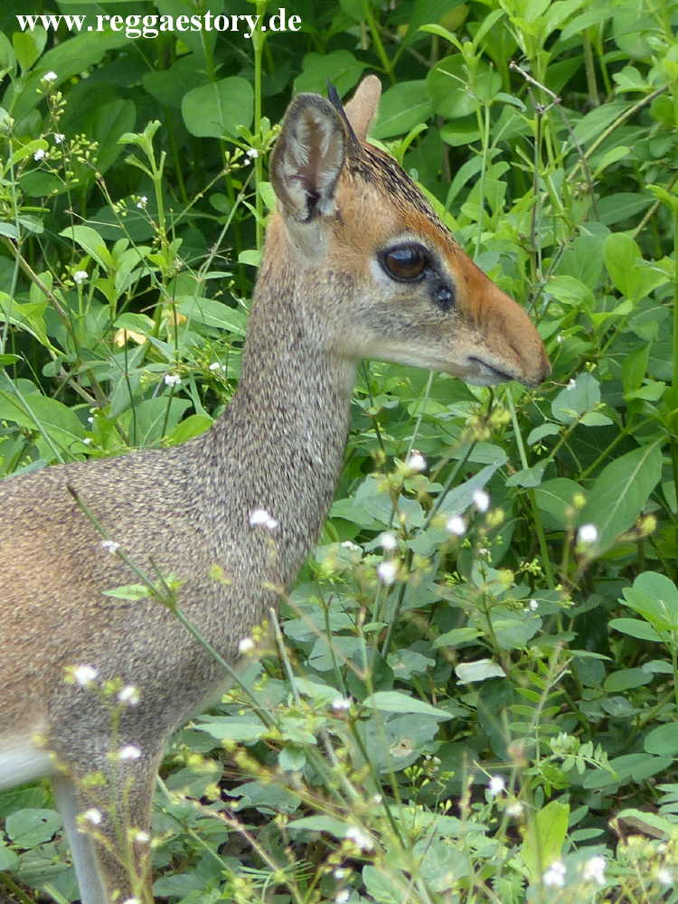 Dikdik - Mago-Nationalpark - Ethiopia
