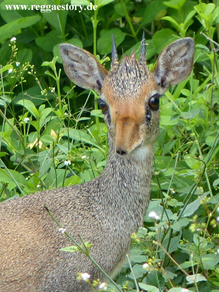 Dikdik - Mago-Nationalpark - Ethiopia