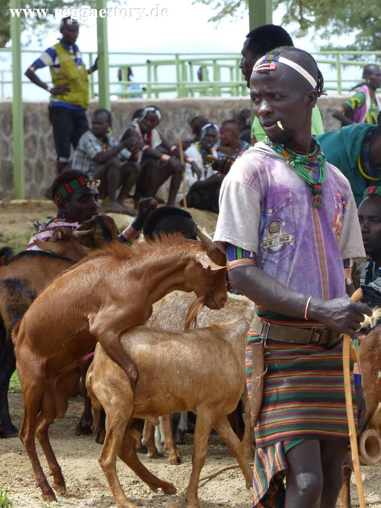 Animal market - Dimeka - Ethiopia
