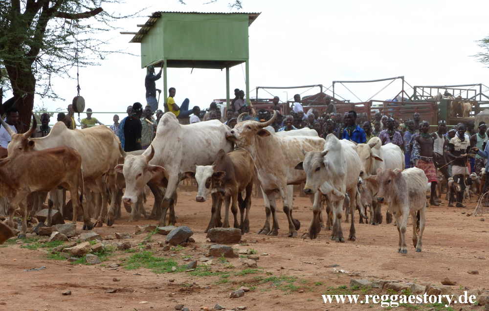 Animal market - Dimeka - Ethiopia