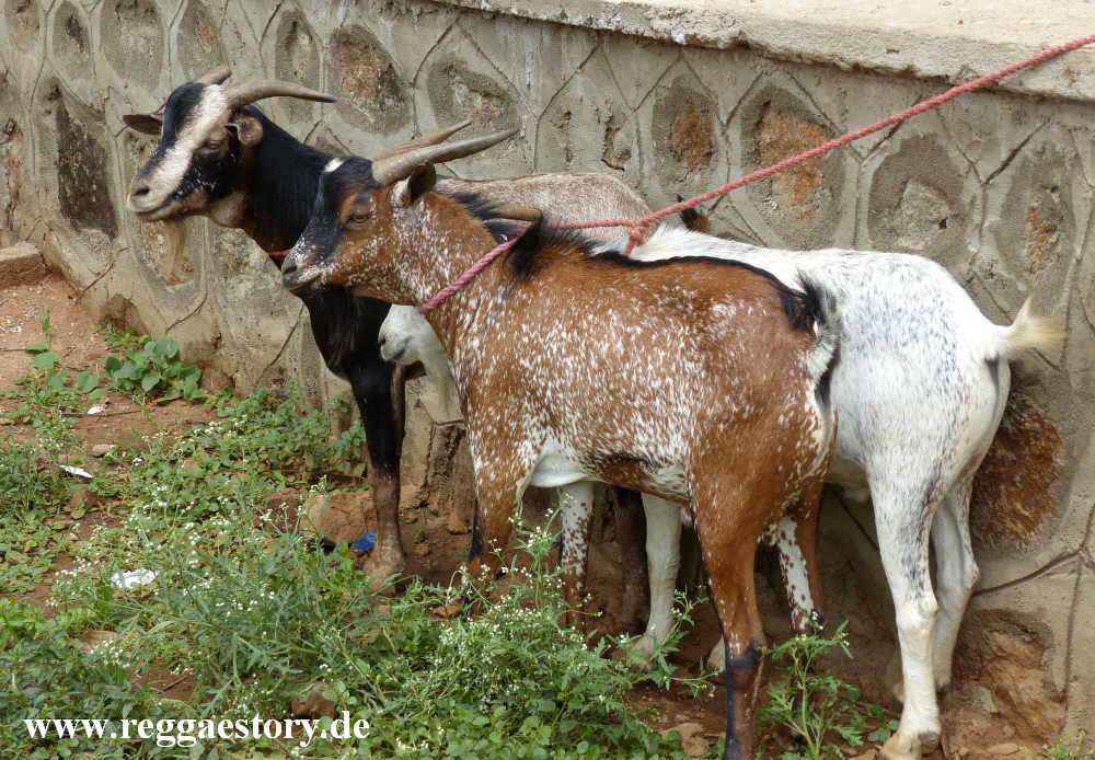 Animal market - Dimeka - Ethiopia