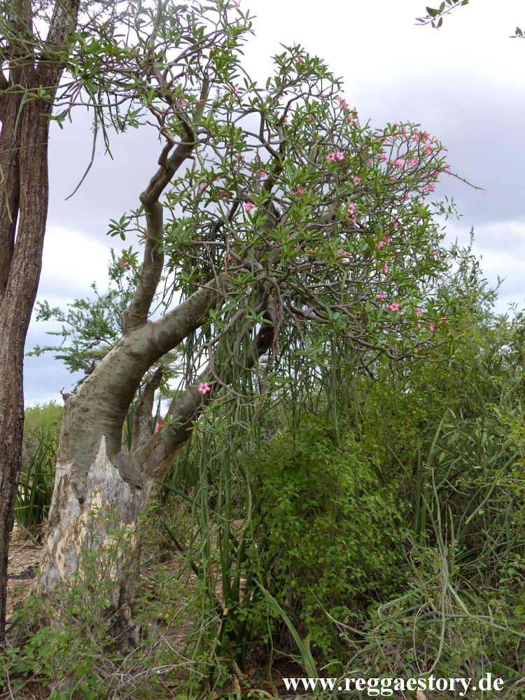 Near Buska Lodge - Turmi - Ethiopia