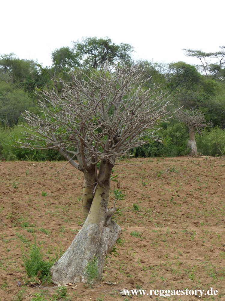 Desert rose - Near Buska Lodge - Turmi - Ethiopia