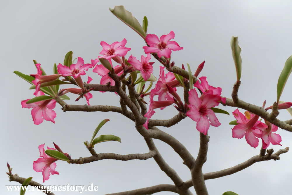 Desert rose - Near Buska Lodge - Turmi - Ethiopia