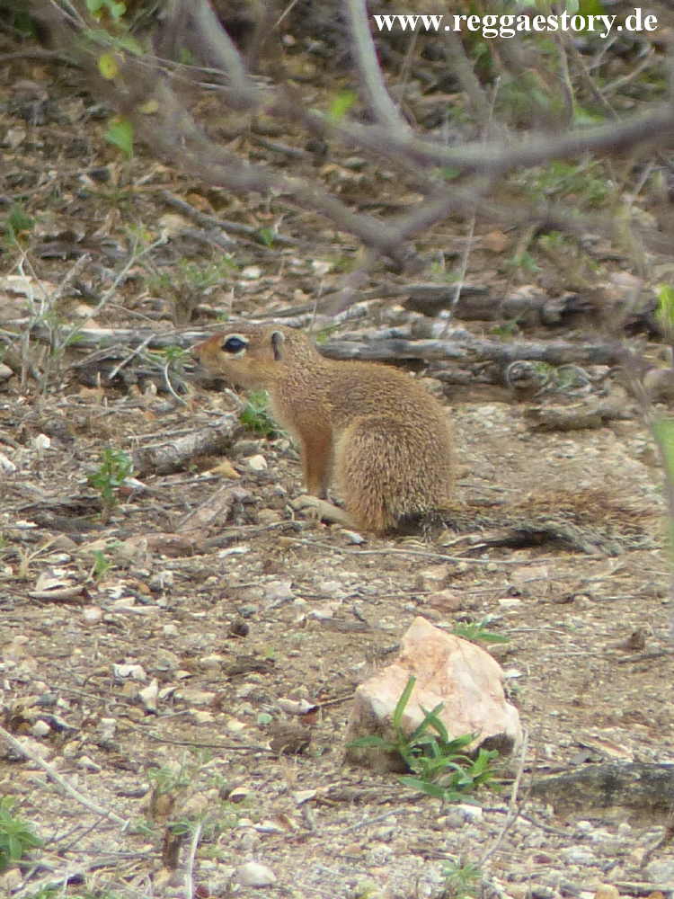 Afrikanisches Borstenh&ouml;rnchen - Near Buska Lodge - Ethiopia