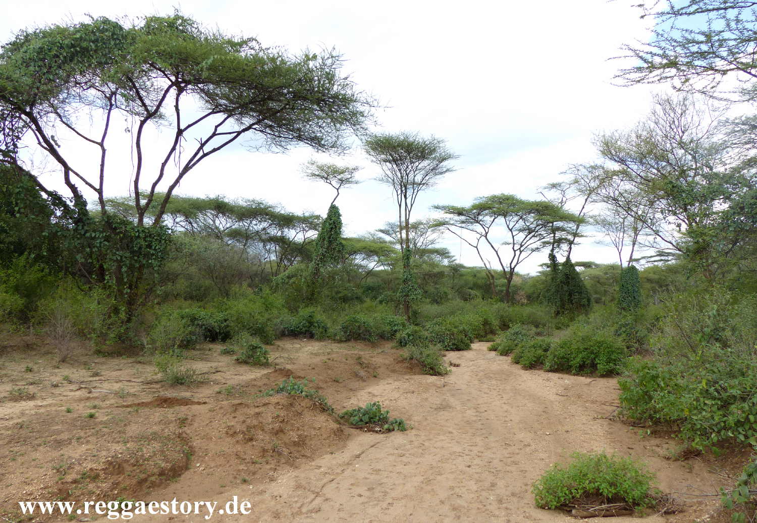 Near Buska Lodge - Turmi - Ethiopia