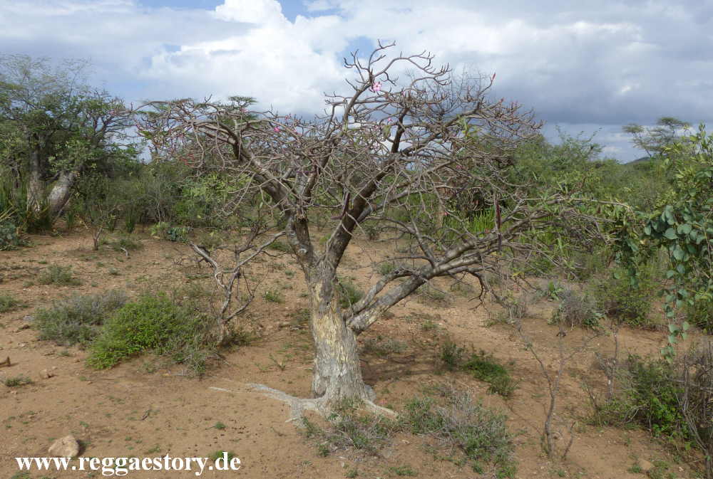 Near Buska Lodge - Turmi - Ethiopia