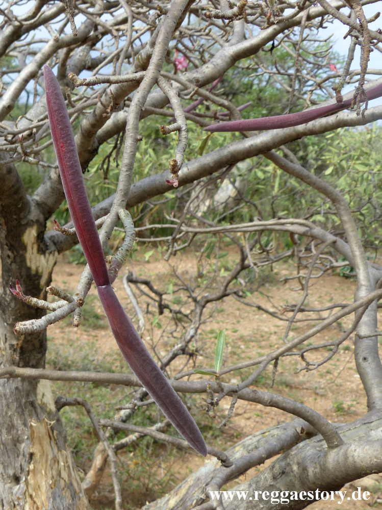 Desert rose seed - Near Buska Lodge - Turmi - Ethiopia