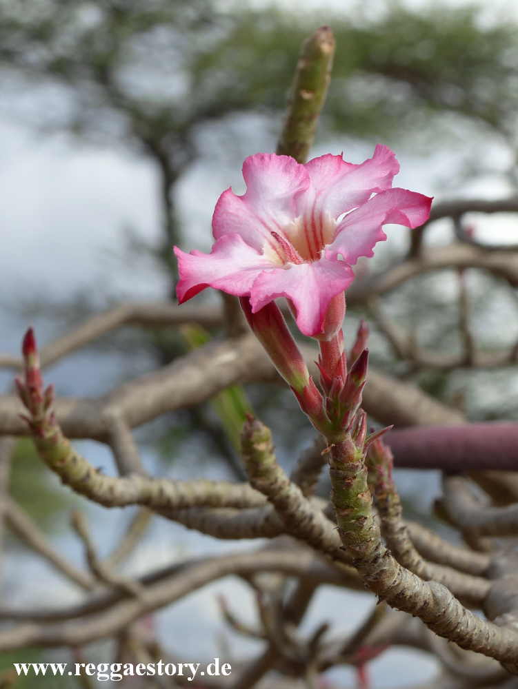 Desert rose - Near Buska Lodge - Turmi - Ethiopia