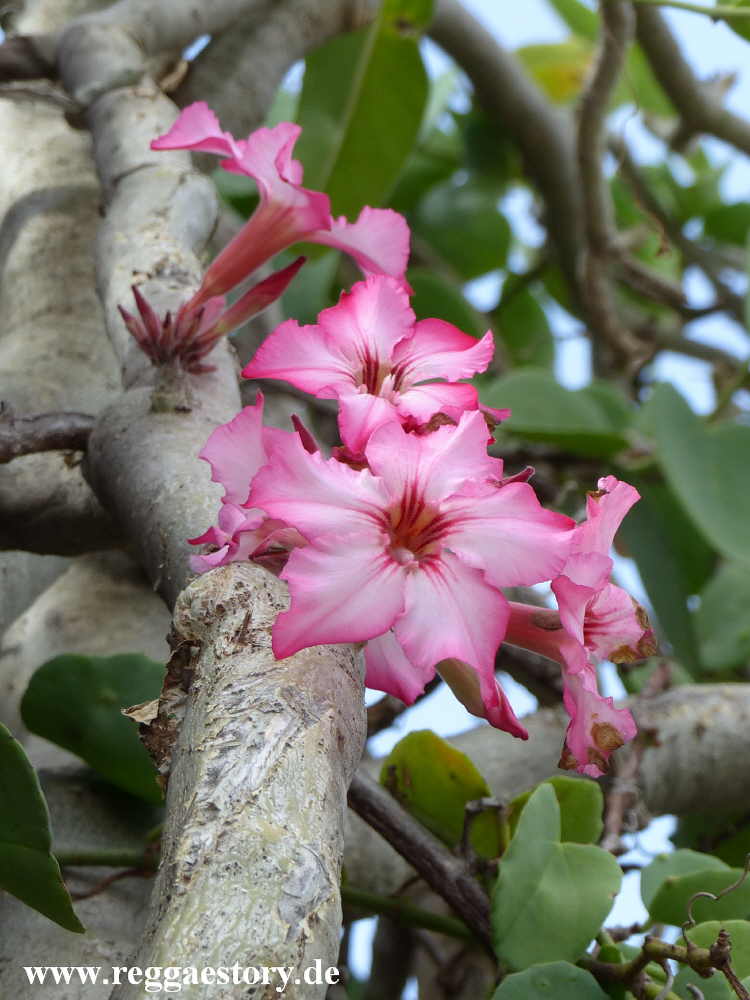 Desert rose - Near Buska Lodge - Turmi - Ethiopia