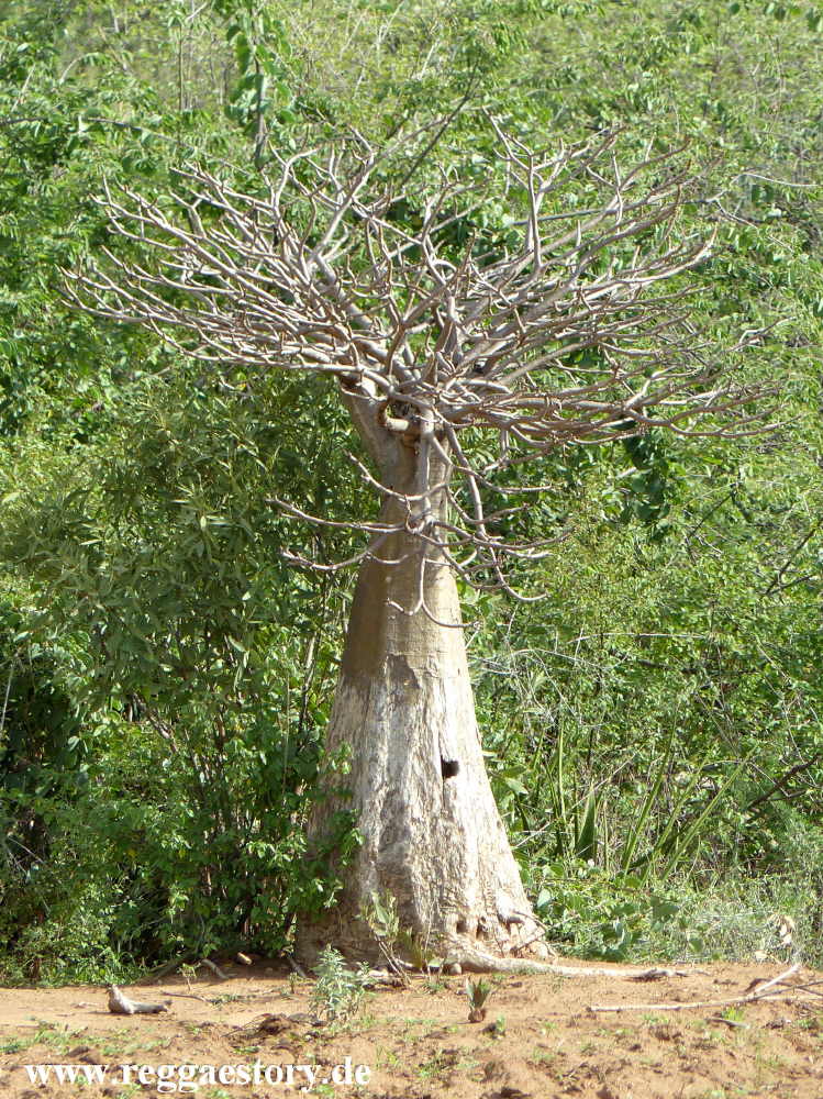 Desert rose - Near Buska Lodge - Turmi - Ethiopia
