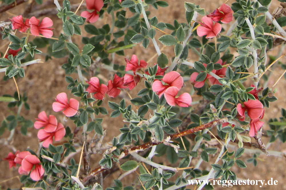 red blooming thorn plant - Omorate - Ethiopia