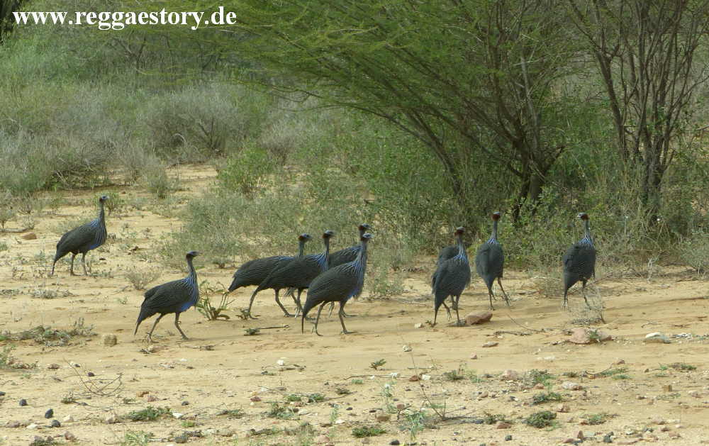 Vulturine guineafowl - Ethiopia