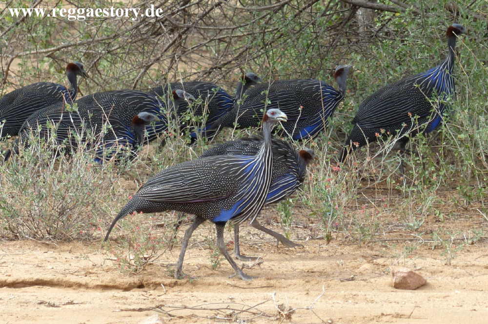 Vulturine guineafowl
