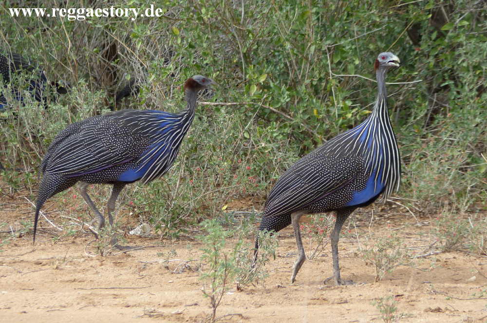 Vulturine guineafowl